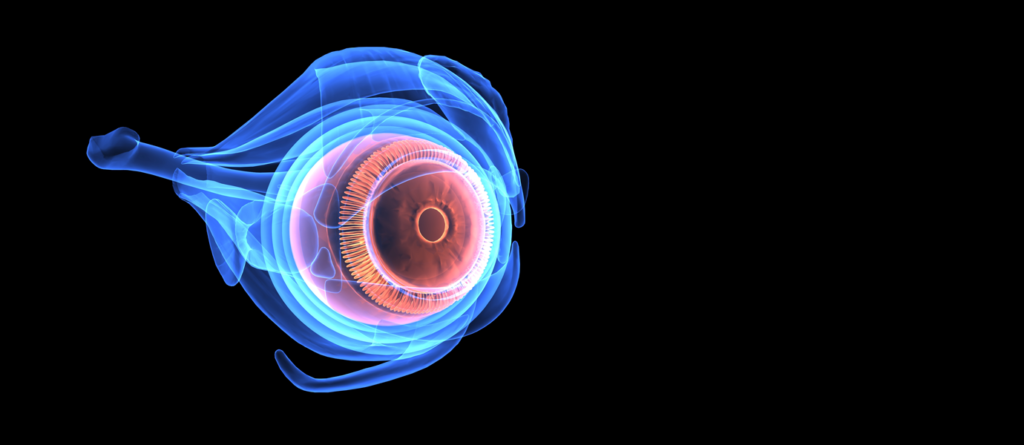 cornea