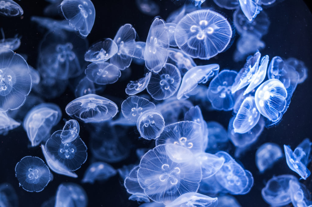 micro-organisms