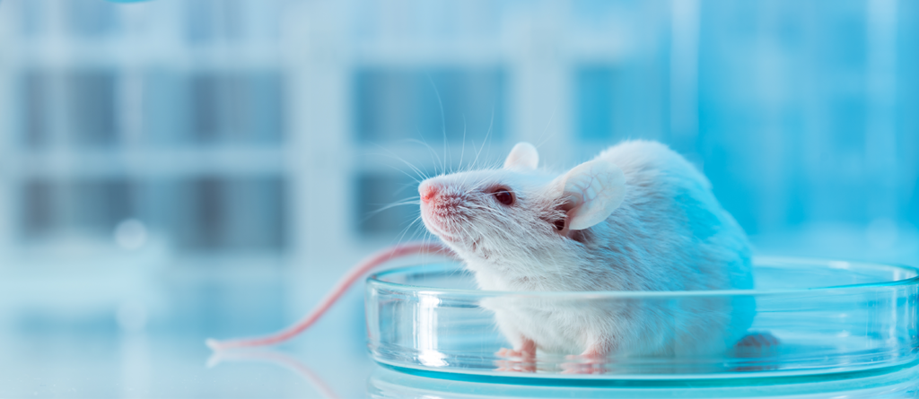 lab-mouse