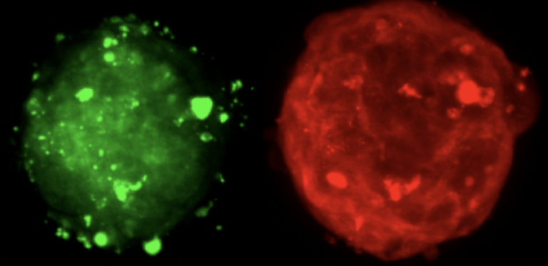 Visikol Image Analysis