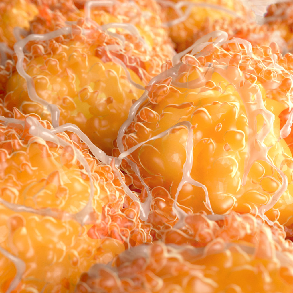 Fat cells