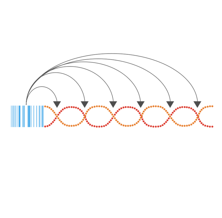Loop Genomics Longread NGS